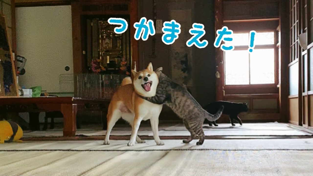 犬と猫が鬼ごっこする日本の平和な日常（海外の反応）