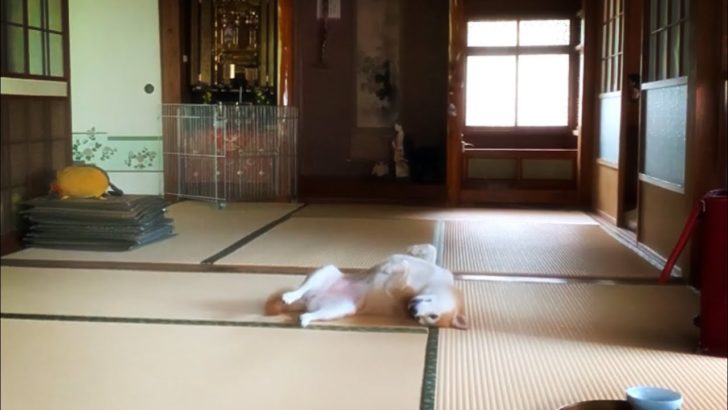 柴犬と猫の平和な夏の日常（海外の反応）