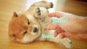 可愛すぎる柴犬の子犬たちに囲まれて暮らす幸せな日常（海外の反応）