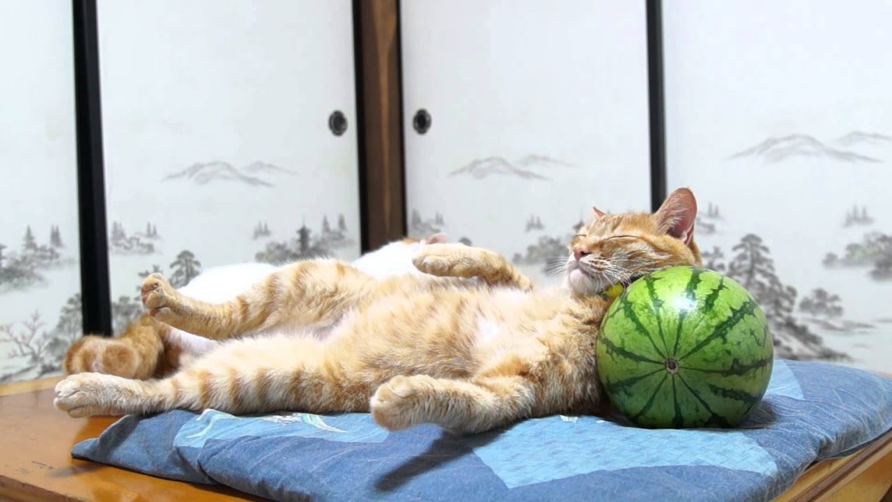 海外「変な姿勢で寝るネコの王様だね！」スイカを枕にお昼寝するネコの動画が話題に（海外の反応）