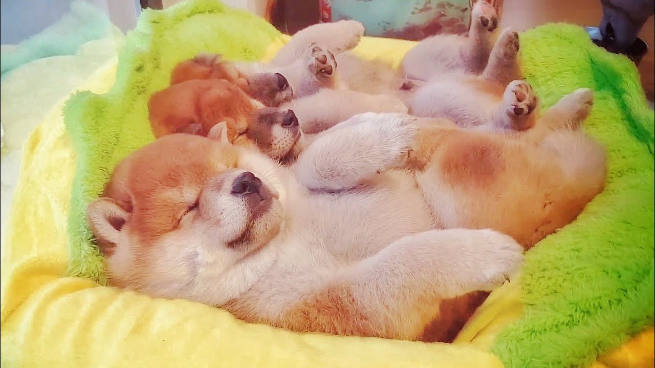 ３匹の子犬の柴犬の寝姿が可愛すぎると世界中がメロメロに（海外の反応）