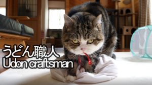 海外「ネコは働かないなんて、誰が言った?」うどん職人のような日本の猫が話題に(海外の反応)