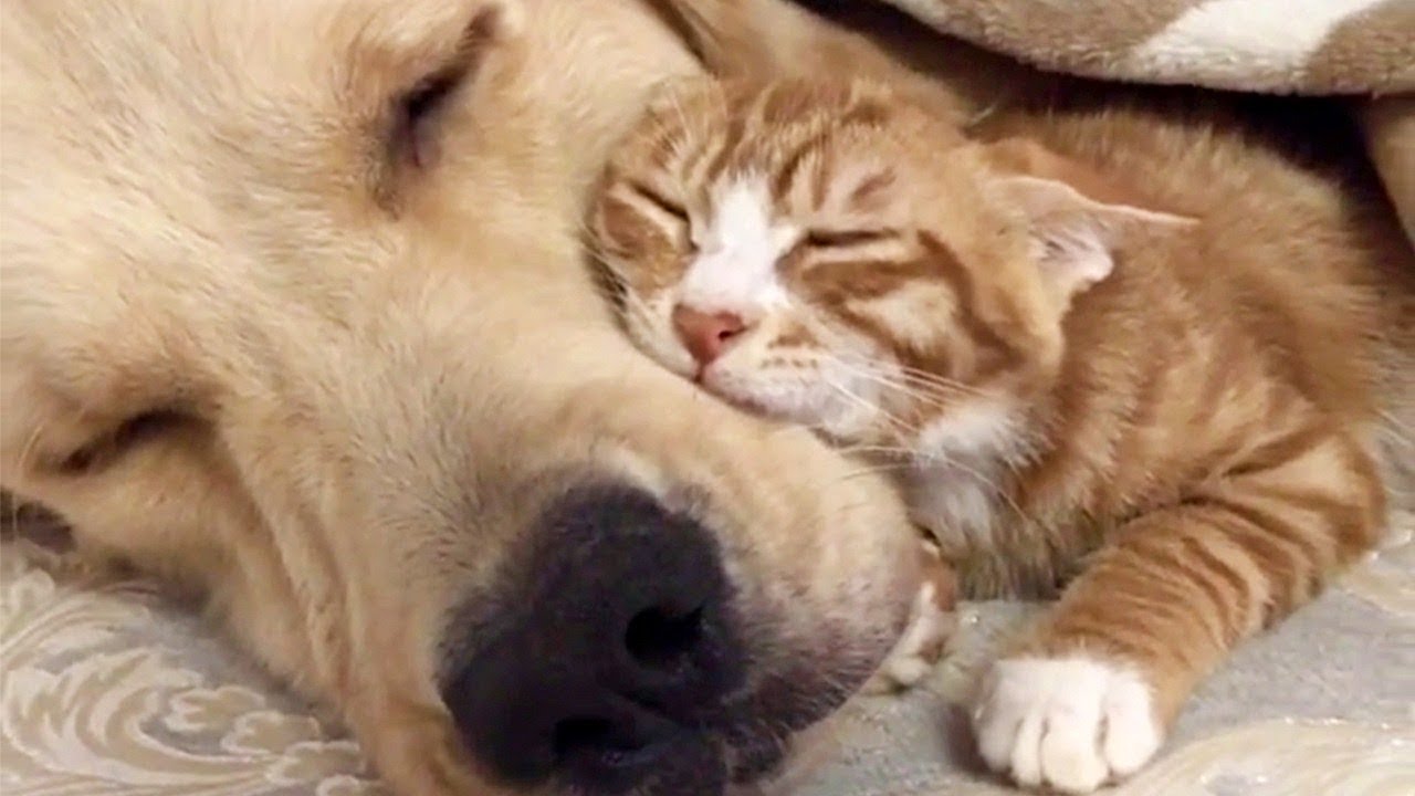 海外「人間には動物から学ぶことがたくさんある」ゴールデンレトリバーと子ネコの仲良し動画に反響（海外の反応）
