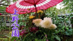上野東照宮ぼたん苑で開催中の秋のダリア展が美しいと話題（海外の反応）