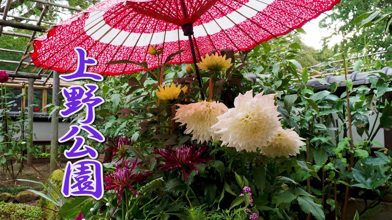 上野東照宮ぼたん苑で開催中の秋のダリア展が美しいと話題（海外の反応）