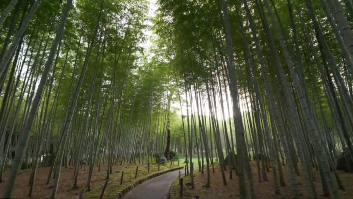 海外「別府大好きなんだ！」大分県の別府駅周辺を散策する動画に反響（海外の反応）