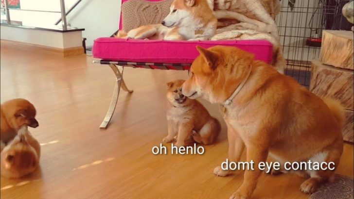 プロレスごっこする柴犬の子犬たちと、それを見守る親柴２匹が可愛すぎる！（海外の反応）