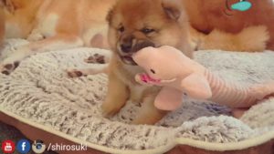 海外「この動画を通報する。可愛すぎる罪でね!」柴犬家族の微笑ましい動画に反響(海外の反応)