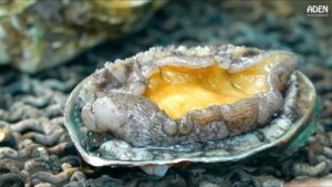 大阪・黒門市場の魚介炭火焼が美味しそうと海外で話題に(海外の反応)