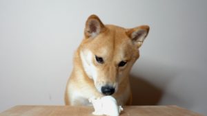 柴犬もアイスを食べると頭がキーンってなるの?(海外の反応)