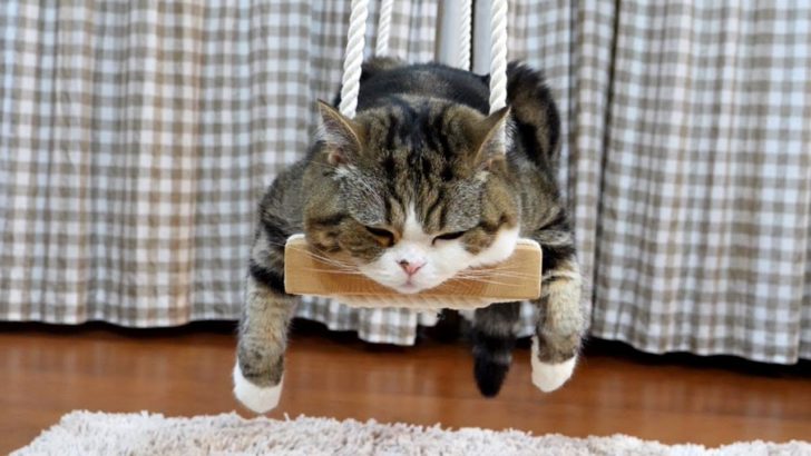 海外「あなたの人生が羨ましい！」日本のネコがブランコでくつろぐ動画が話題に（海外の反応）