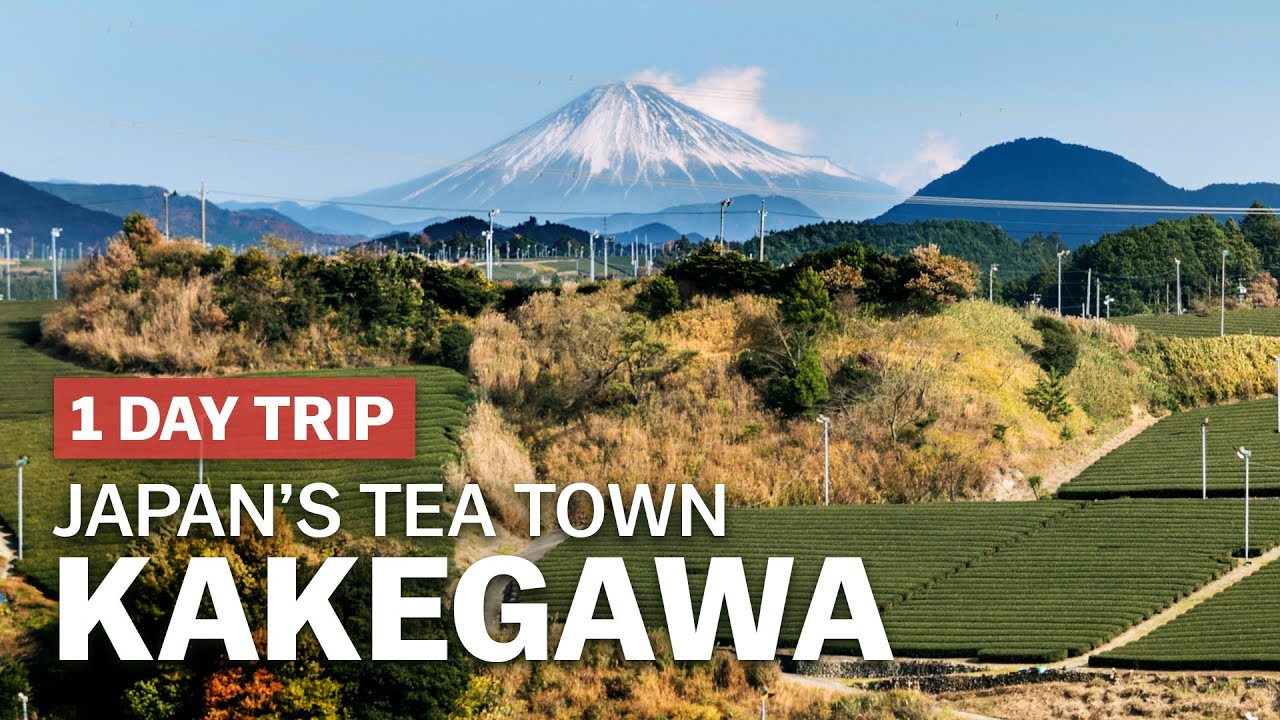 海外「日本でも最高のお茶の産地として知られてる」静岡県掛川市を紹介した動画に反響（海外の反応）