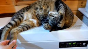 ストーブの上でくつろぐ日本の猫が可愛すぎると話題に(海外の反応)