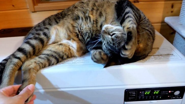 ストーブの上でくつろぐ日本の猫が可愛すぎると話題に（海外の反応）