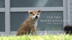 海外「秋田犬は本当に忠実だし可愛い!」秋田犬の子犬に外国人もメロメロ(海外の反応)