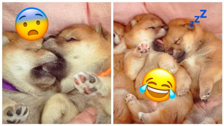 海外「おバカな可愛い子達だなあ」可愛すぎる柴犬の子犬たちに外国人もメロメロ（海外の反応）