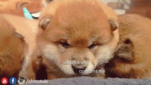 海外「柴犬の赤ちゃんはこの世で一番可愛い!」子犬の柴犬のお昼寝姿が可愛すぎる(海外の反応)