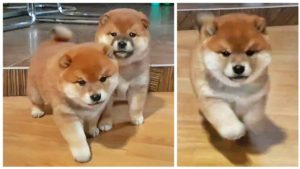 「柴犬の子犬たちがカメラと飼い主を追いかける姿…キュート過ぎて心臓発作起こしそう」(海外の反応)
