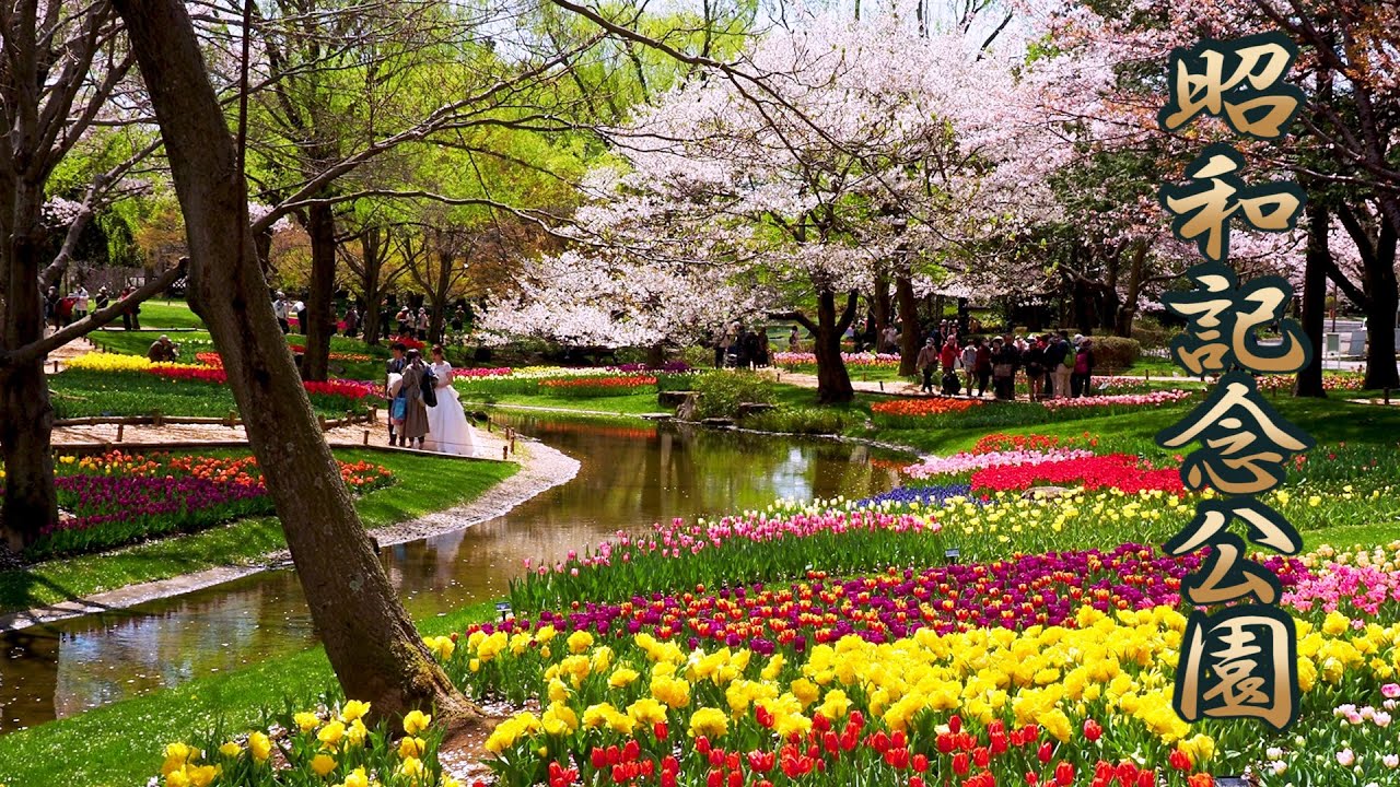 海外「東京の素晴らしい公園！」春の昭和記念公園を4Kで撮影した動画が話題に（海外の反応）