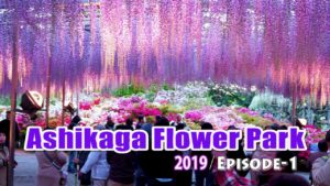 海外「日本は本当にきれいな国だね!」日本にある藤の花の絶景が美しいと話題(海外の反応)