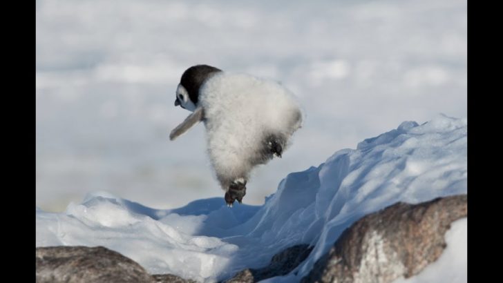 可愛すぎるペンギンのずっこけ動画が話題に（海外の反応）