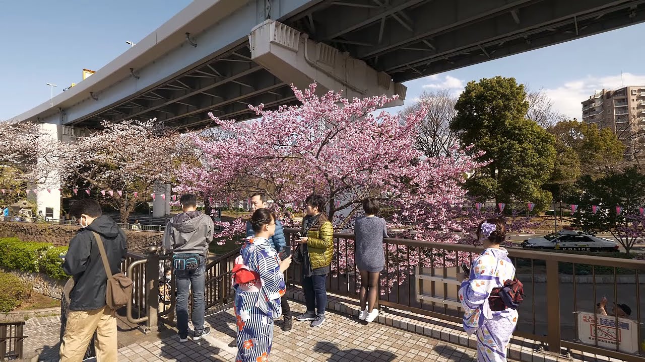 海外「日本は天国みたいに綺麗なところなの？」桜咲く春の隅田川沿いの景色に反響（海外の反応）