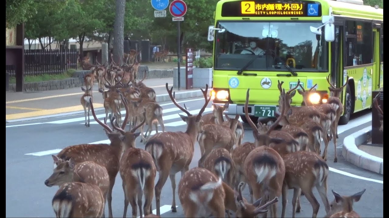 海外「日本では鹿にも規律がある」奈良公園で横断歩道を渡る鹿の群れを撮影した動画が話題に（海外の反応）