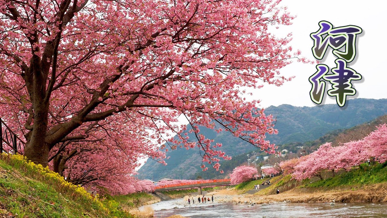 海外「この素晴らしい国と恋に落ちないことは不可能」満開の河津桜を撮影した動画に反響（海外の反応）