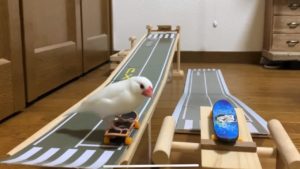 スケボーで遊ぶ日本の文鳥が凄すぎると話題に(海外の反応)