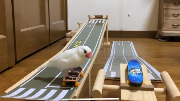 スケボーで遊ぶ日本の文鳥が凄すぎると話題に（海外の反応）