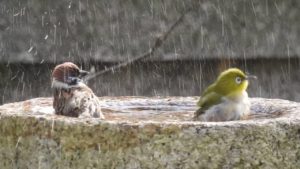 メジロの水浴びに乱入するスズメの動画が話題に(海外の反応)