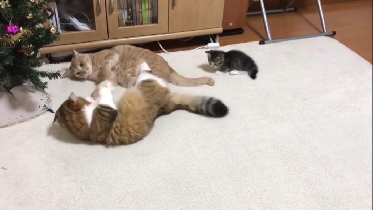 ケンカの仲裁に入る子猫が可愛すぎると海外でも話題に（海外の反応）