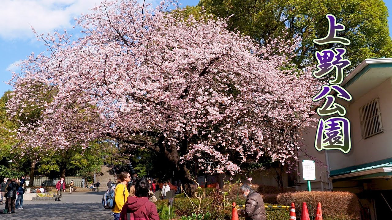 海外「私のコロナ恐怖症は美しい桜で吹き飛ばされた」上野公園に咲く満開の寒桜の動画が話題に（海外の反応）
