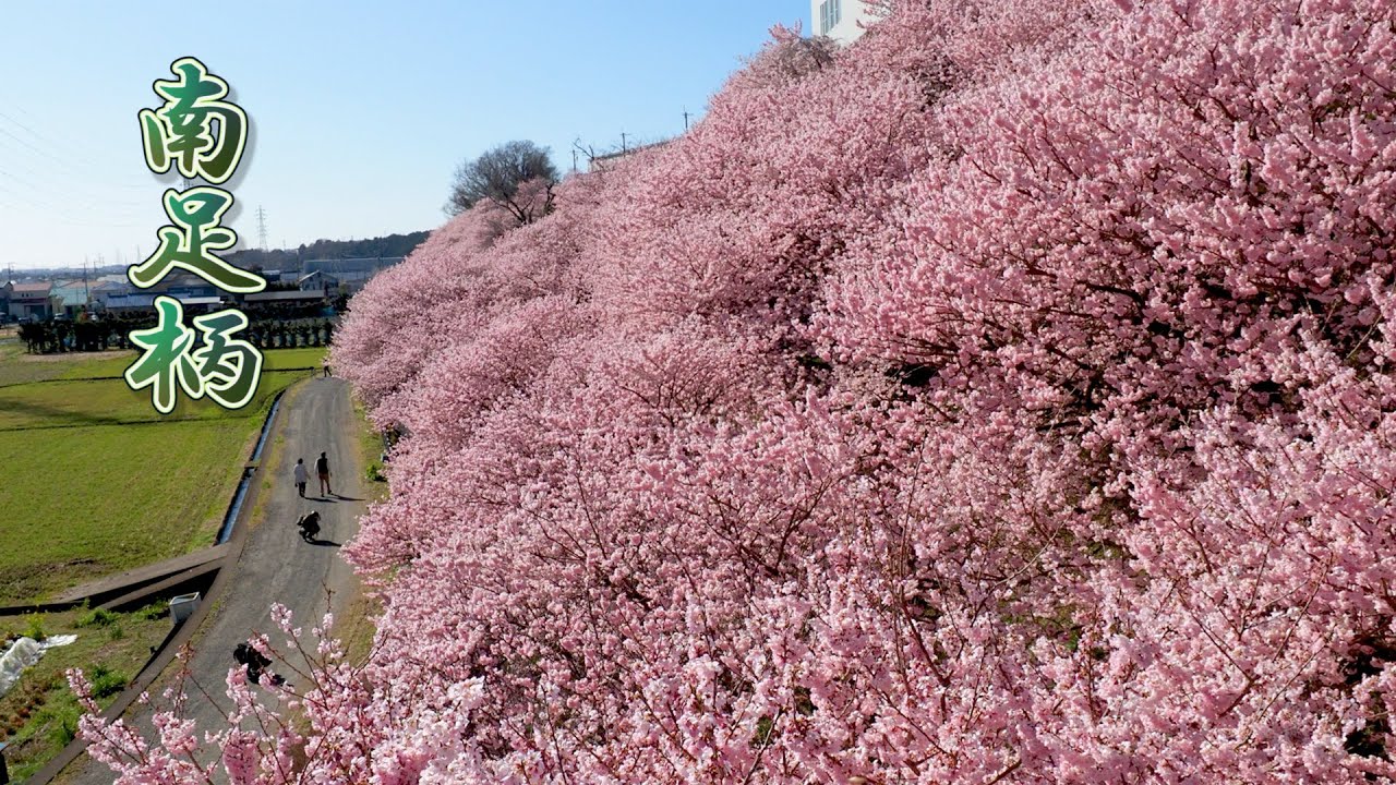 海外「コロナさえ無ければ、桜を見に日本に行くことができるのに…」満開の春めき桜が美しいと話題に（海外の反応）