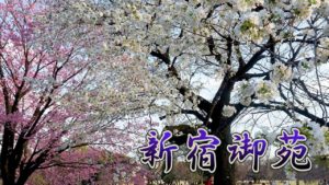 海外「桜の季節になると日本が恋しくなる」新宿御苑に咲く桜を撮影した動画が話題に(海外の反応)