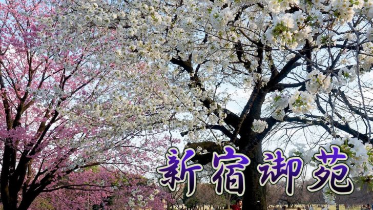 海外「桜の季節になると日本が恋しくなる」新宿御苑に咲く桜を撮影した動画が話題に（海外の反応）