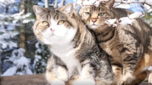 海外「世界がコロナウイルスを心配している時、日本の猫は雪を楽しんでいる」(海外の反応)