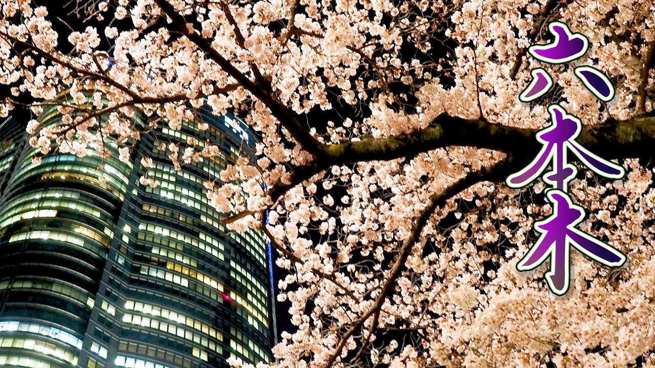 海外「ライトアップされた桜は本当に壮観だね！」ライトアップされた六本木の満開の桜が話題に（海外の反応）