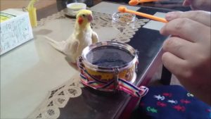 飼い主と一緒に太鼓を叩きたいインコが可愛すぎると話題に(海外の反応)