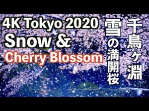 海外「素晴らしい桜!今年はコロナのせいで日本に行けなくて残念」東京で雪の中咲く満開の桜(海外の反応)