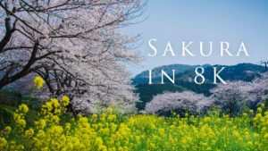 海外「日本の春は特別素晴らしい」日本各地で美しい桜を撮影した8K動画が話題に(海外の反応)