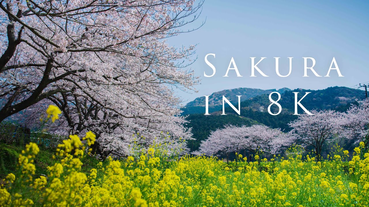 海外「日本の春は特別素晴らしい」日本各地で美しい桜を撮影した8K動画が話題に（海外の反応）
