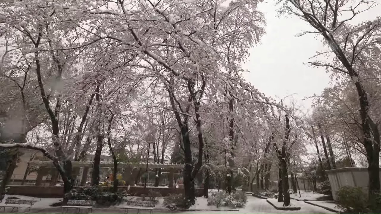海外「日本の美しい雪と驚くほど美しい桜！」雪の中桜咲く埼玉の街を散歩（海外の反応）