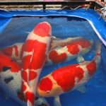 海外「日本の美しい宝石」全日本総合錦鯉品評会で優勝した鯉などを紹介した動画が話題に（海外の反応）