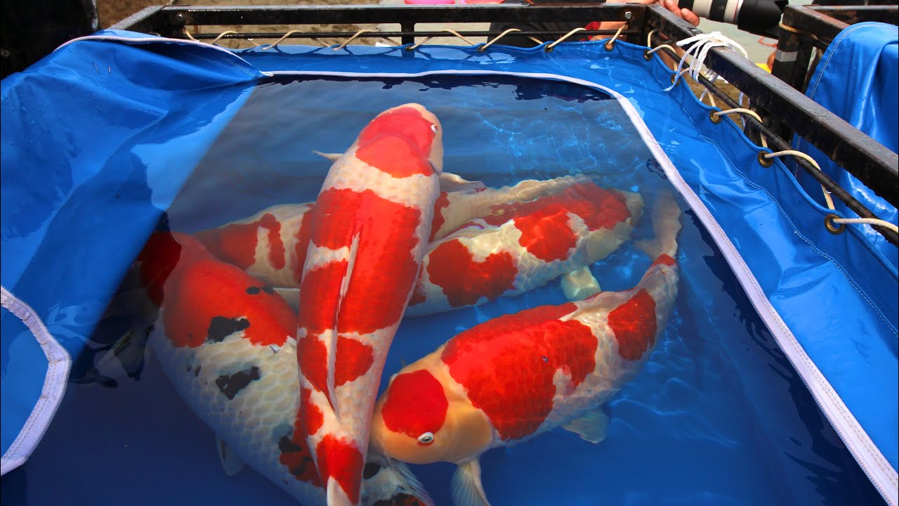 海外「日本の美しい宝石」全日本総合錦鯉品評会で優勝した鯉などを紹介した動画が話題に（海外の反応）