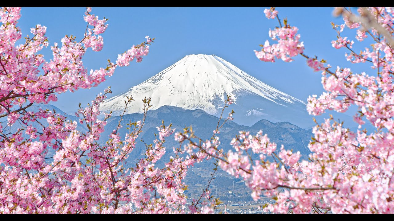 富士山を背景に満開の河津桜を撮影した動画が話題に（海外の反応）