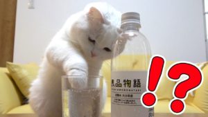炭酸水を見るとついつい手を突っ込んじゃう猫が可愛すぎる(海外の反応)