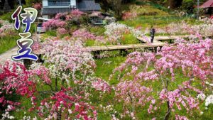 海外「桃の木に囲まれた日本の小さな村に住みたい」日本の満開のしだれ桃を撮影した動画が話題に(海外の反応)