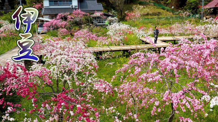 海外「桃の木に囲まれた日本の小さな村に住みたい」日本の満開のしだれ桃を撮影した動画が話題に（海外の反応）