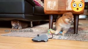 外国人「外出自粛のこの時期に私を幸せにしてくれる唯一のもの」柴犬の前にネズミのおもちゃが現れたら…（海外の反応）